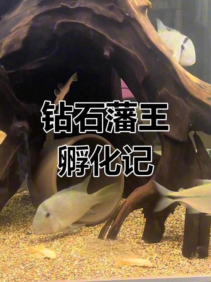 钻石藩王产卵了,小鱼破壳而出!