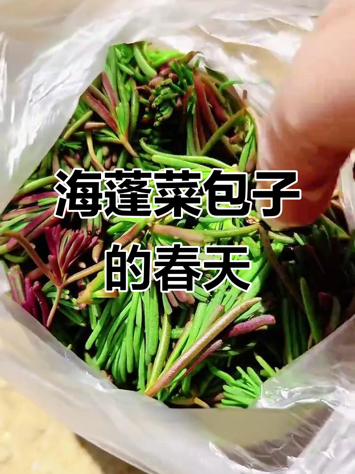 春天的味道:海蓬菜包子与10件春日小事