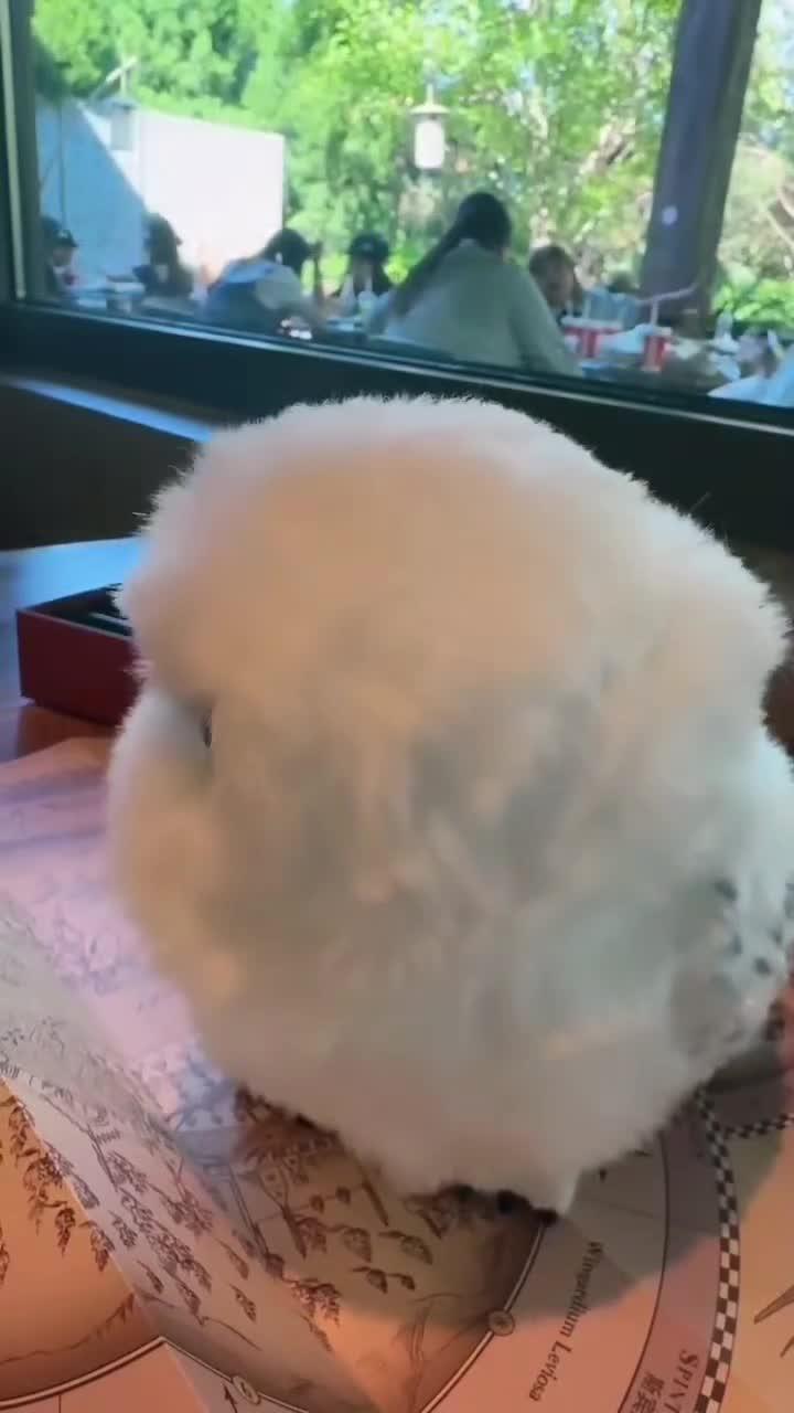 拆除情绪隐患找回开心 这是个啥 新物种 江湖救急,谁认识这是什么鸟?知道的在评论区告诉我