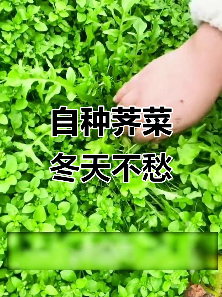 荠菜种子来啦,冬季必备美味蔬菜!