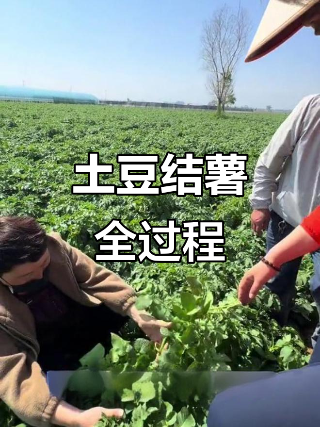 土豆结薯规律揭秘:从杈子到芽子的生长过程