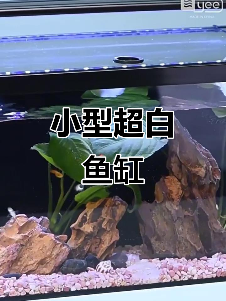 超白鱼缸,自循环水草造景,小户型客厅必备