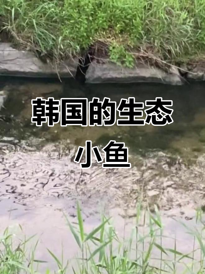 韩国小河里的自由大鱼,像宠物一样生活
