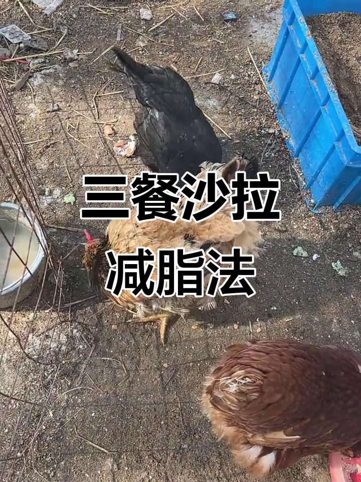 早上水果沙拉,中午蔬菜沙拉,晚餐鸡肉沙拉轻松减肥