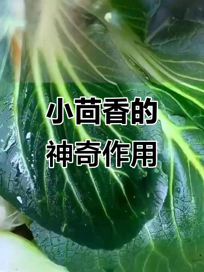 小茴香的药用功效,了解一下