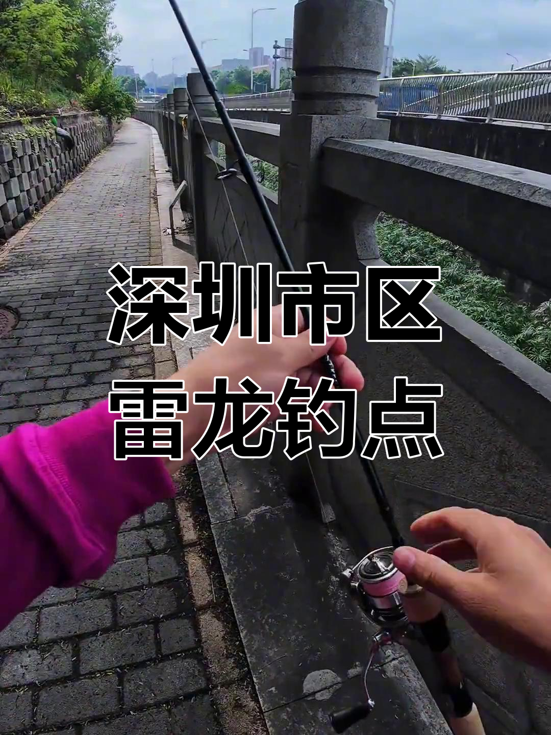 深圳雷龙标点大揭秘,冬季发色惊艳!