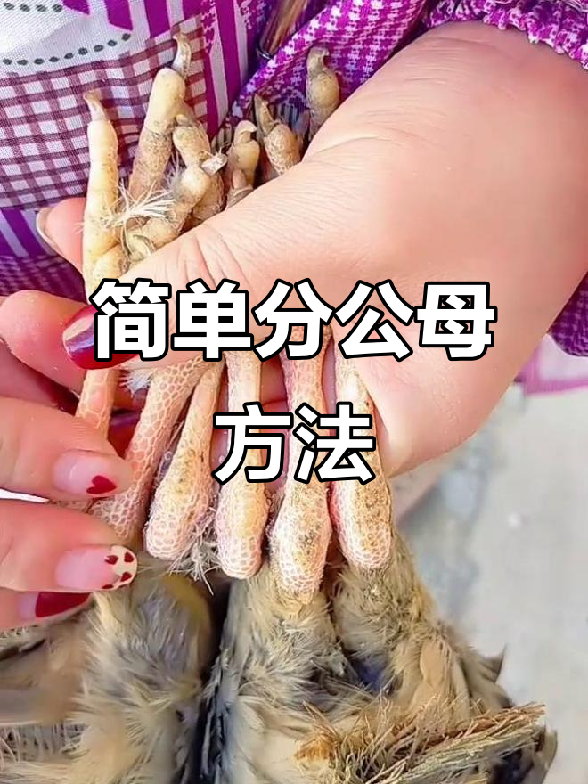 公母呱啦鸡分辨法,一看就懂!