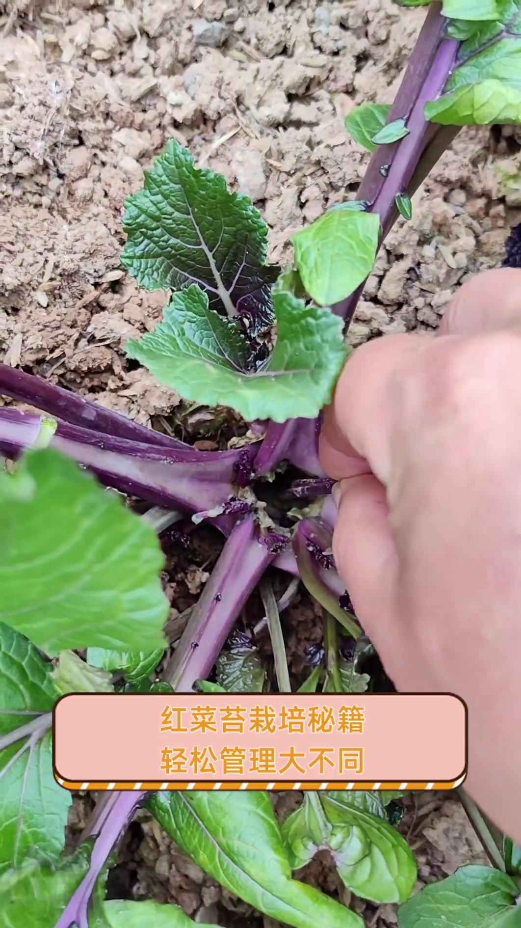 红菜苔栽培秘籍,轻松管理大不同