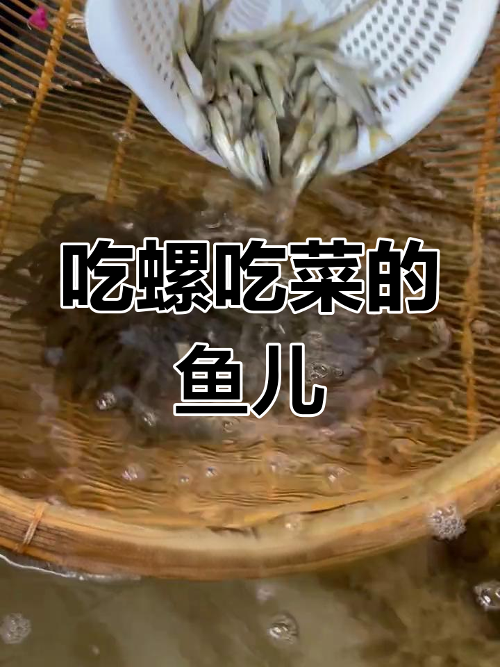 螺蛳青鱼:杂食性底层鱼类,以藻类和螺丝为主