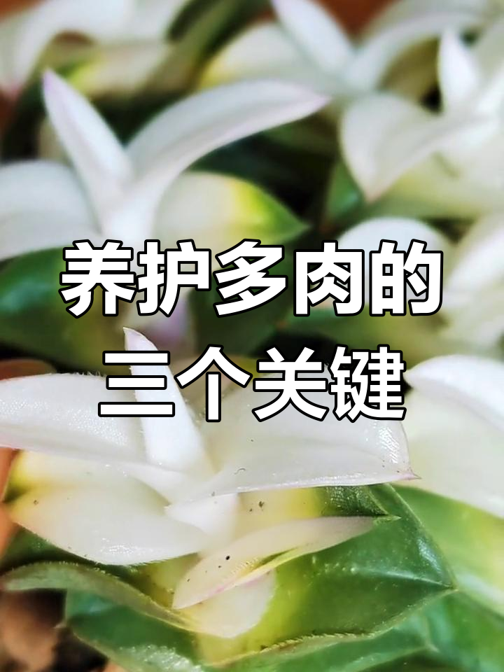 养好多肉一帆风顺,掌握三大要点让植物更健康
