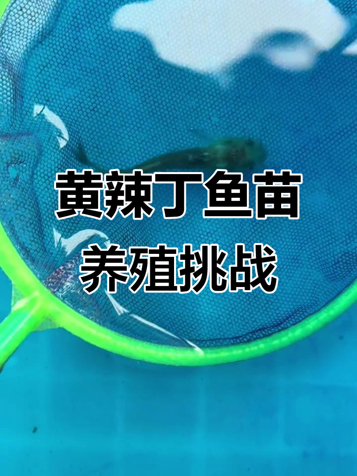 买了6条黄辣丁鱼苗,能养活吗?