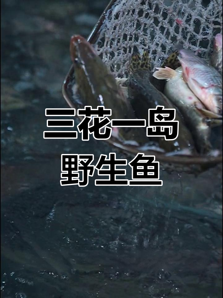 松花湖四种特产鱼介绍