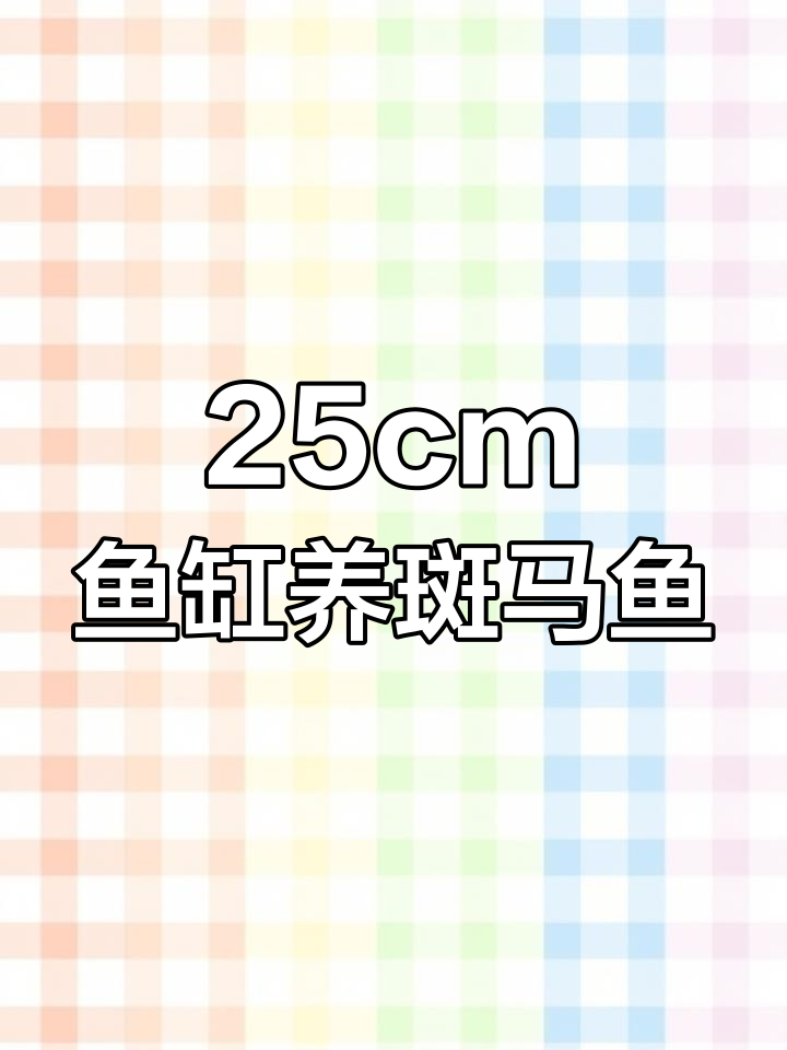 25厘米鱼缸能养几条斑马鱼