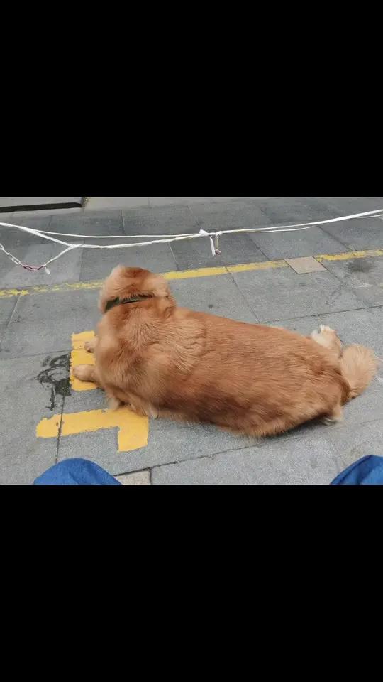 整条街都宠着的金毛 金毛叫小七,是一家小卖部的老板养的,非常的大只!有一百多斤重,平常时都