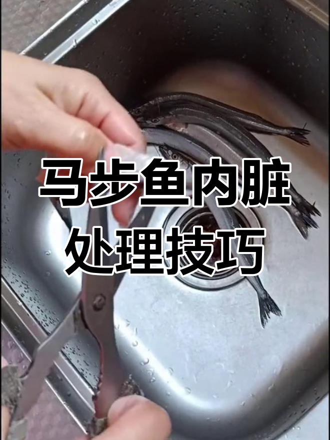 清理马步鱼内脏,轻松去腥味