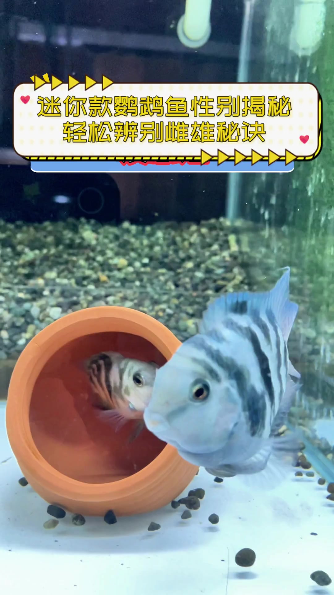 迷你款鹦鹉鱼性别揭秘,轻松辨别雌雄秘诀