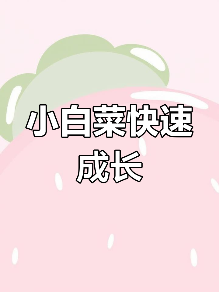 春天小白菜生长迅速,移栽后更健壮