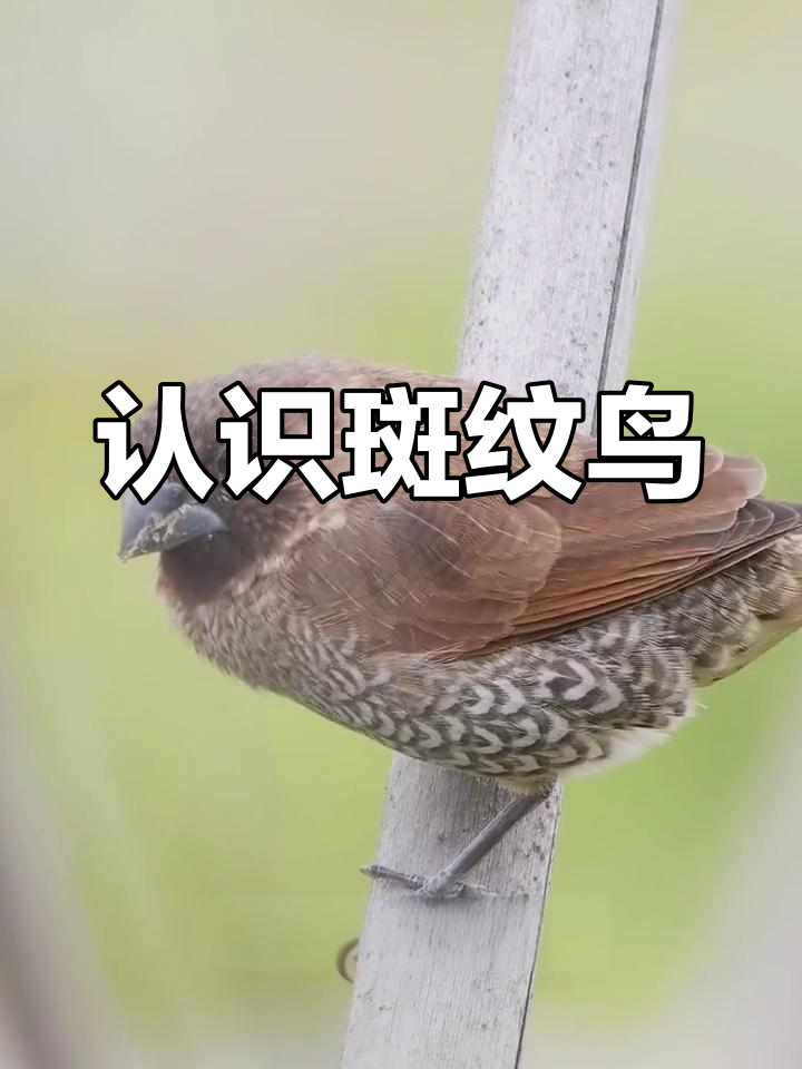 斑纹鸟:稻田中的褐色精灵