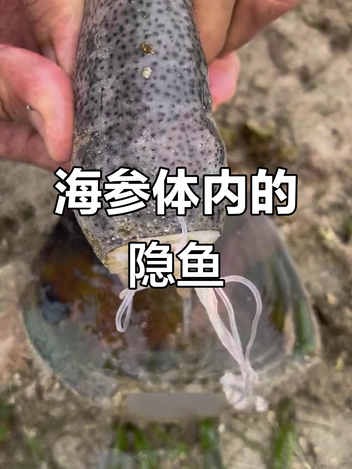 隐鱼寄生海参,偷吃内脏惊险生存
