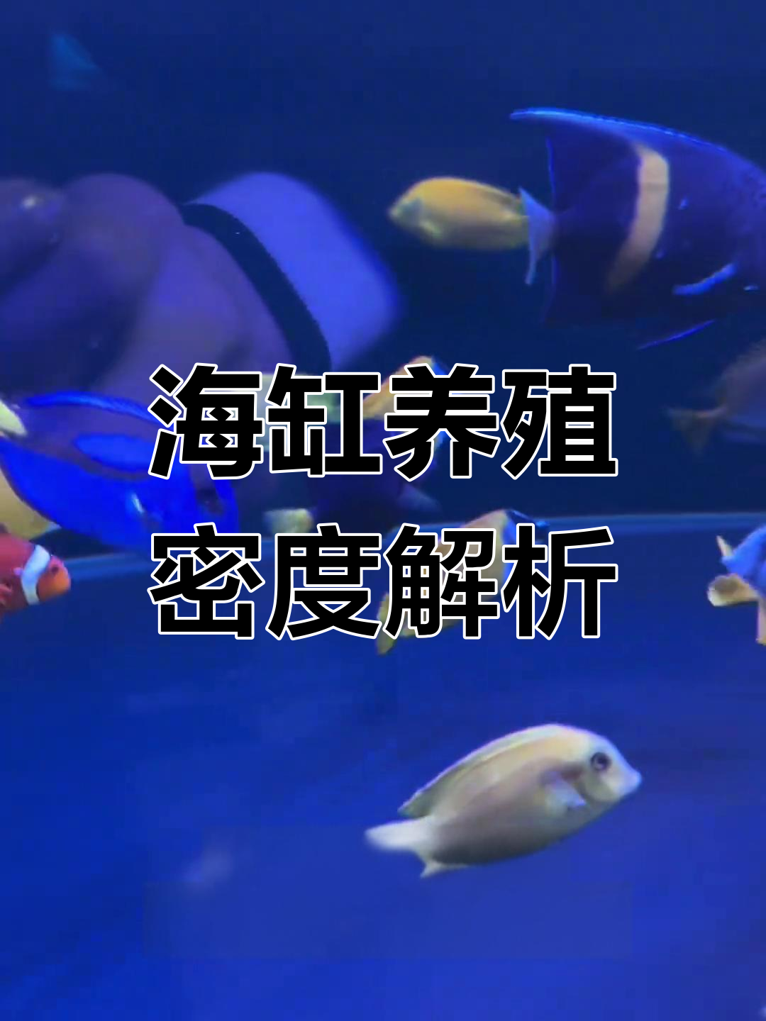 六零缸能养多少鱼?从珊瑚到大型鱼的搭配技巧