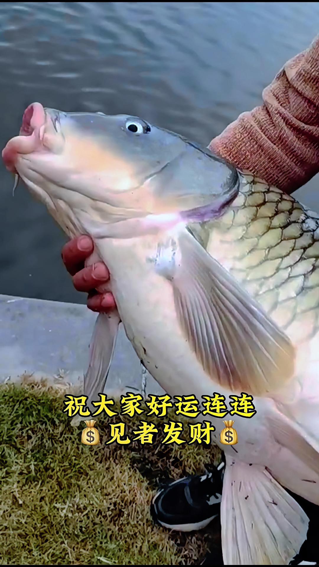2023年祝大家:年年有鱼,天天爆护,见者发财[gf]1f4b0[/gf] 放生 大鲤鱼 