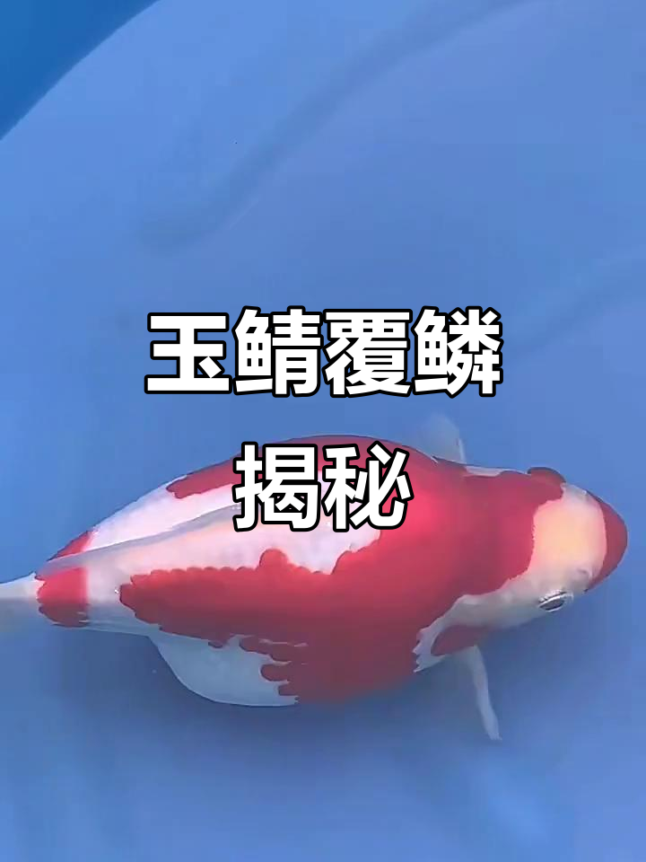 大日老三产条玉鲭,鳞片覆盖全身