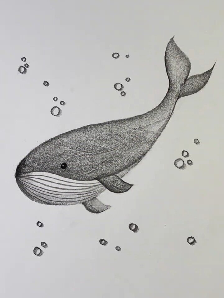 教你铅笔画鲸鱼