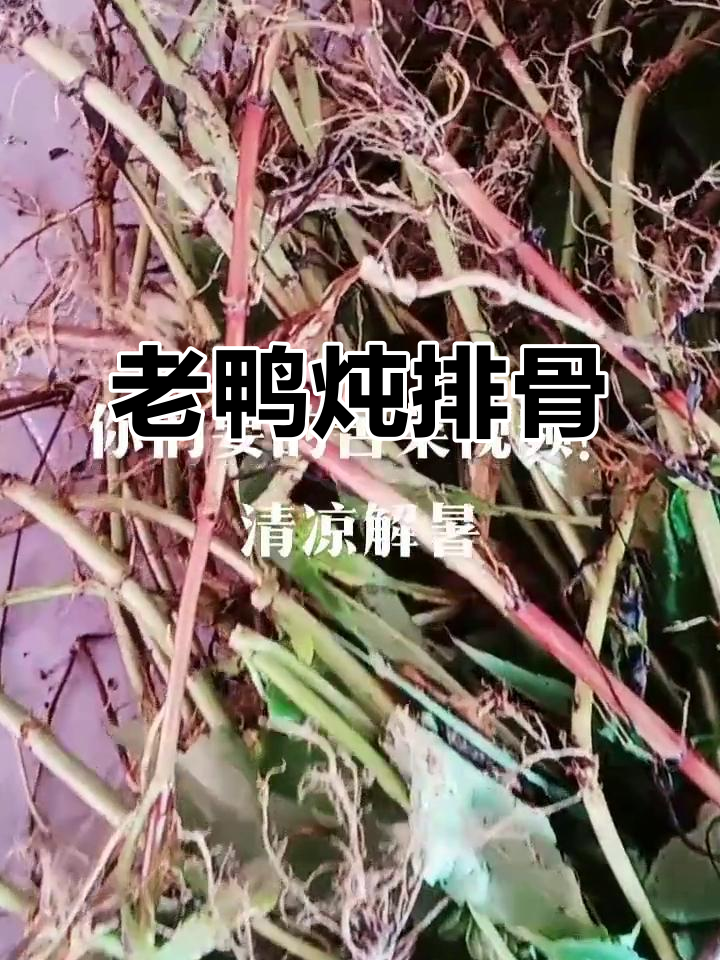 炖排骨老鸭汤,夏日解暑必备!