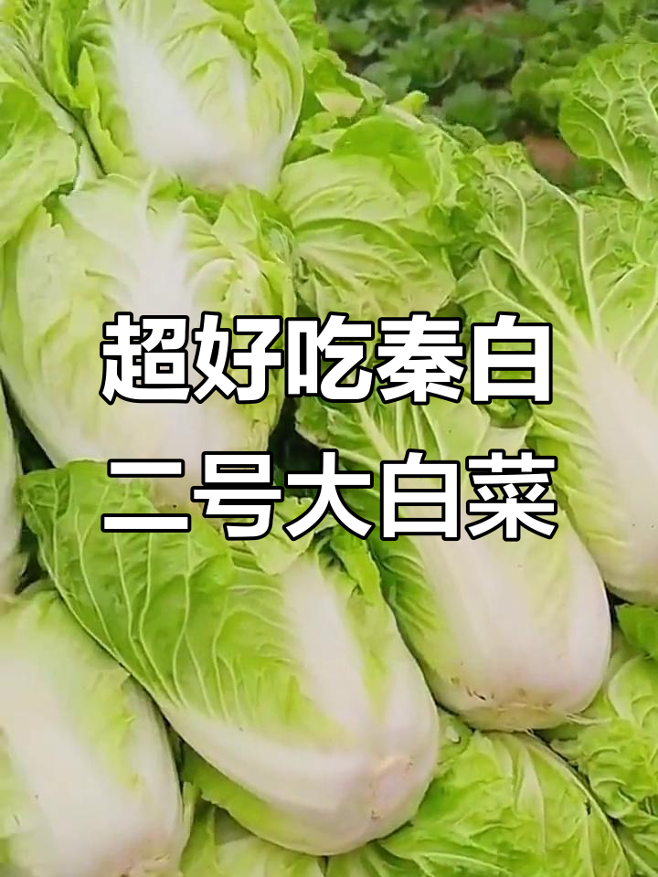 秦白二号大白菜,脆嫩酸口,火锅炒菜都超美味