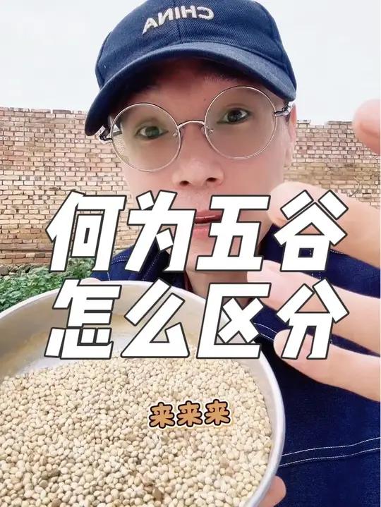什么是五谷?稻黍稷麦菽分别对应的是哪种农作物或食物?五谷怎么区分?一条视频给你讲清楚