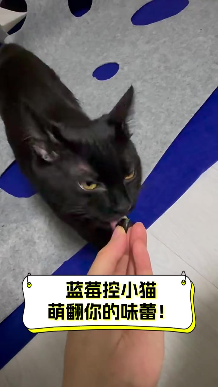 蓝莓控小猫,萌翻你的味蕾!
