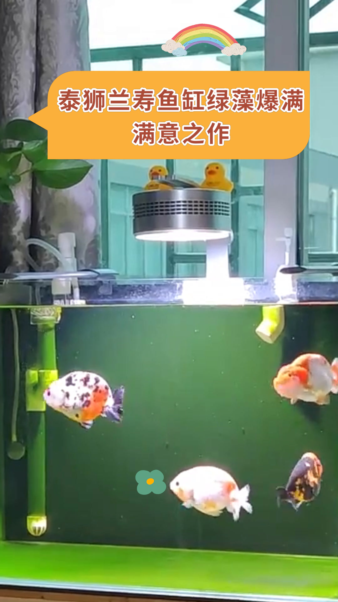 泰狮兰寿鱼缸绿藻爆满满意之作