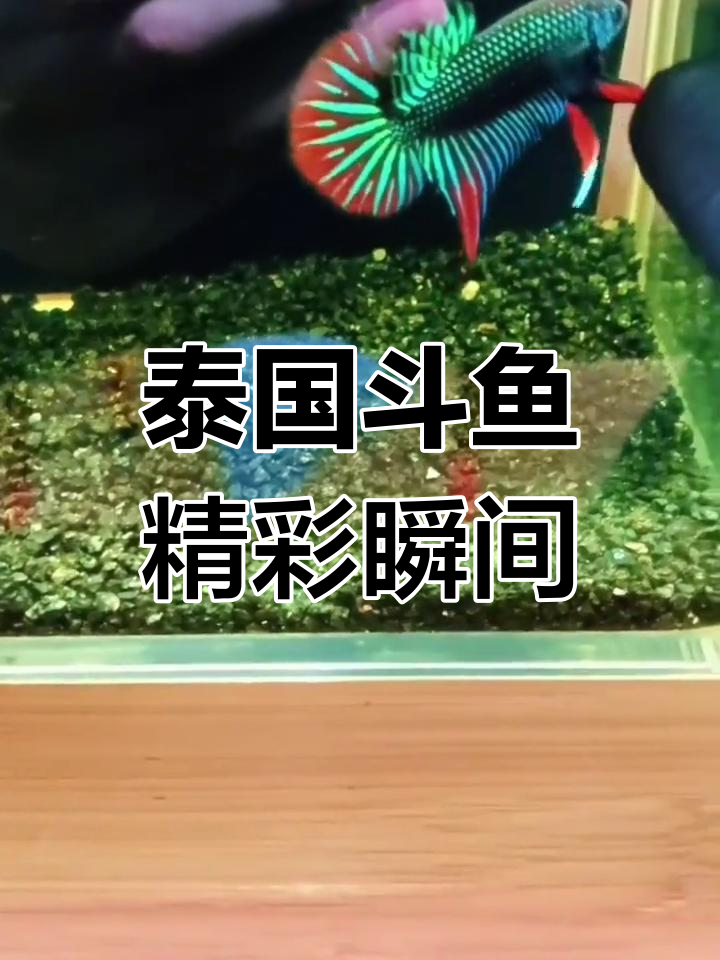 泰国斗鱼大揭秘:马哈彩和平斗鱼的魅力