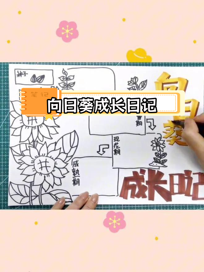 向日葵生长过程手抄报,轻松学会画植物
