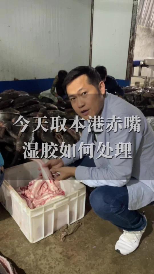 今天取本港赤嘴鳘鱼胶