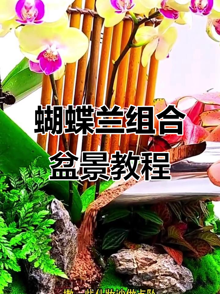 蝴蝶兰组合盆景制作技巧,打造微景观小世界