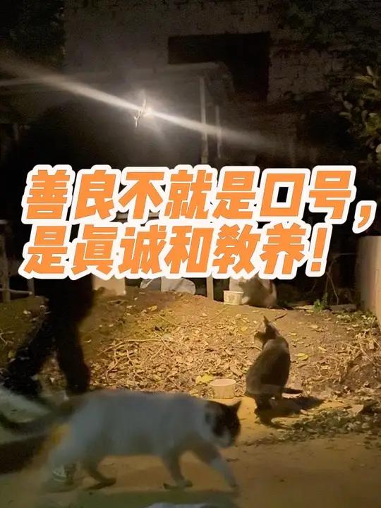 善良从不是宏大的口号，而是藏在举手投足间的真诚，是刻在骨子里的教养。每一次善意的释放，都是