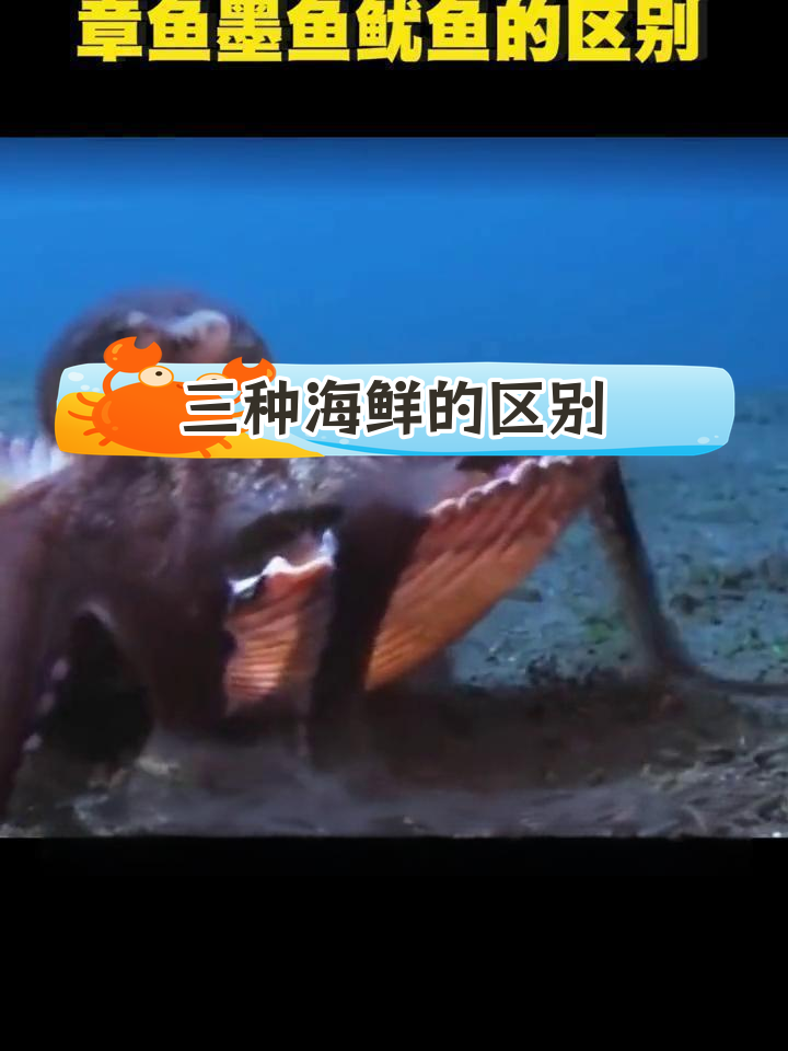 章鱼、墨鱼和鱿鱼的三大区别,轻松分辨