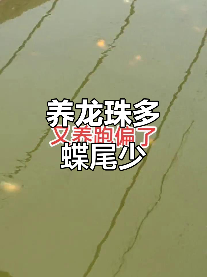 龙珠金鱼养多了,蝶尾水泡变少了,结果又跑偏了