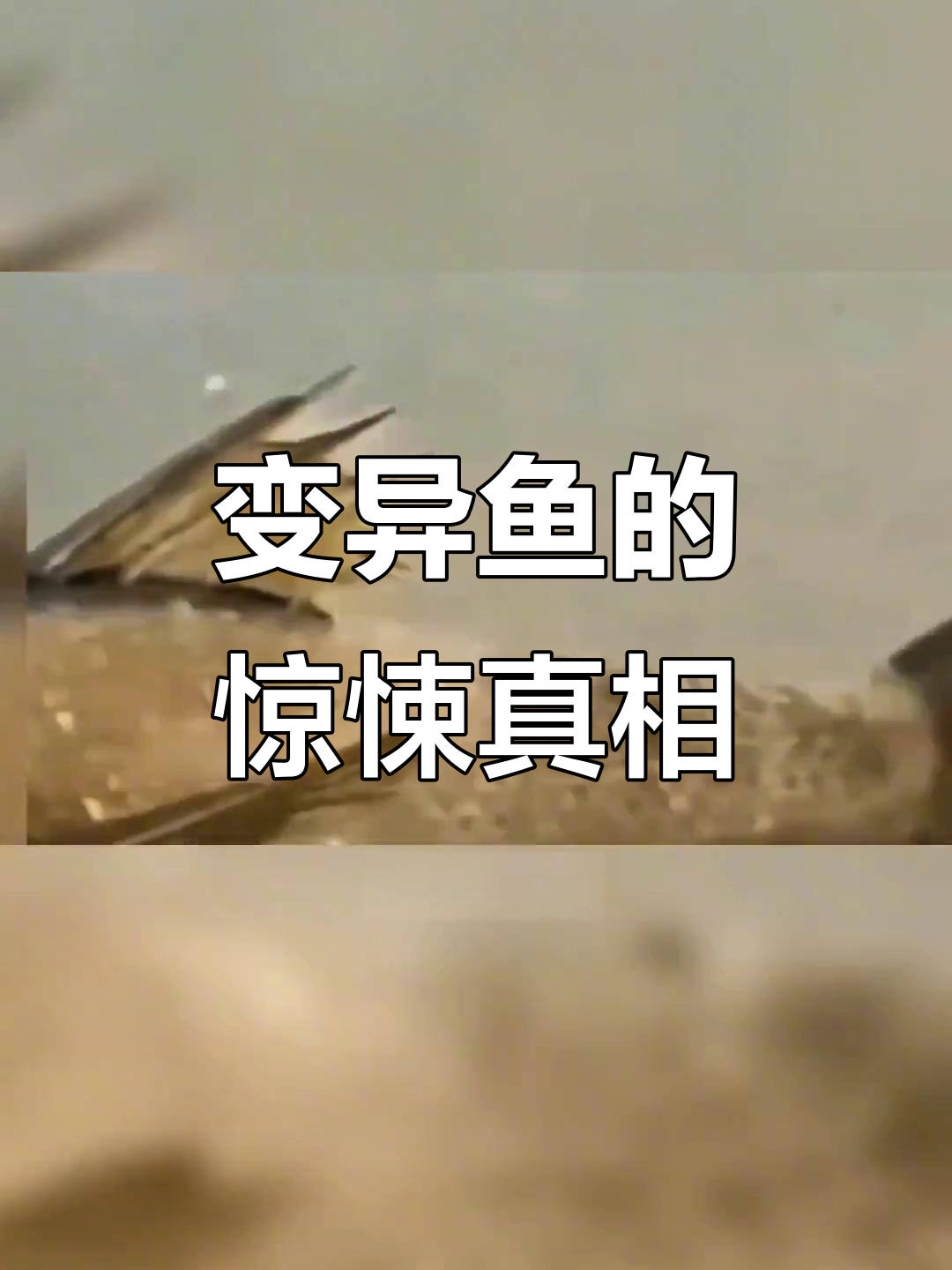 发现神秘变异鱼,核污染还是科幻怪物?