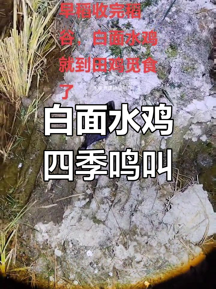 四季白面水鸡叫声大揭秘,近距离拍摄实录