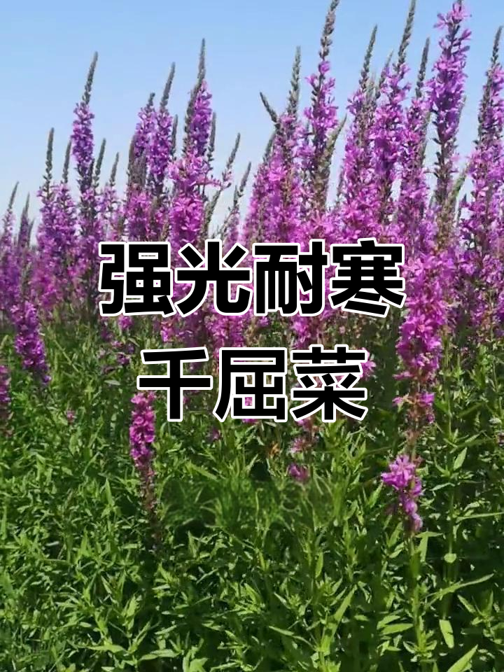 耐寒蓝紫千屈菜,花海中的坚强之选