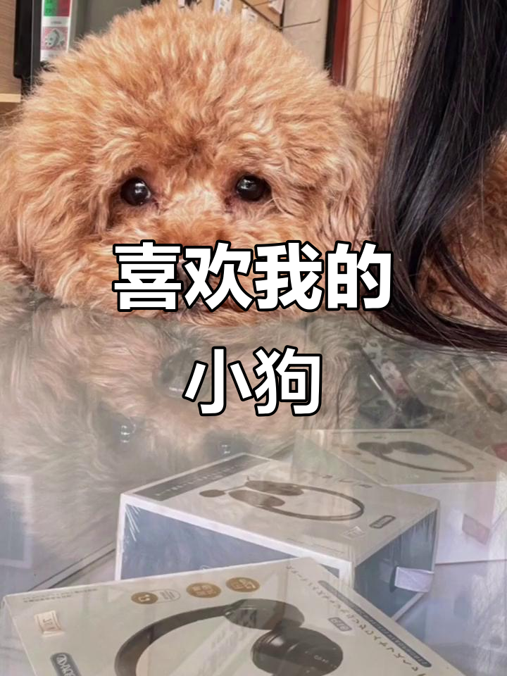 小黄狗的日常萌态,太可爱了!