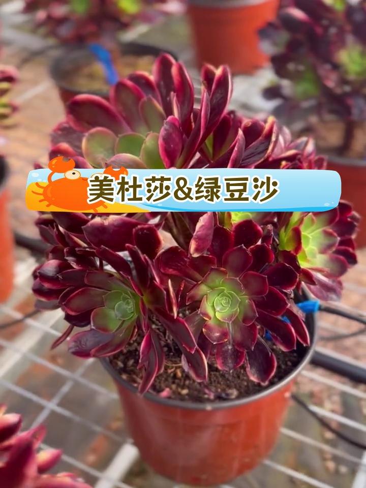 欧紫系列多肉植物:美杜莎、绿豆沙与欧佳丽