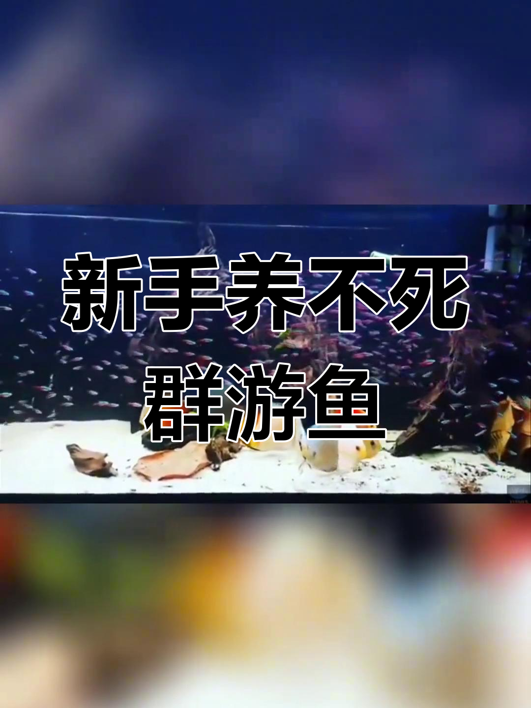 适合新手养的六种超强群游热带观赏鱼,最后一种最神奇