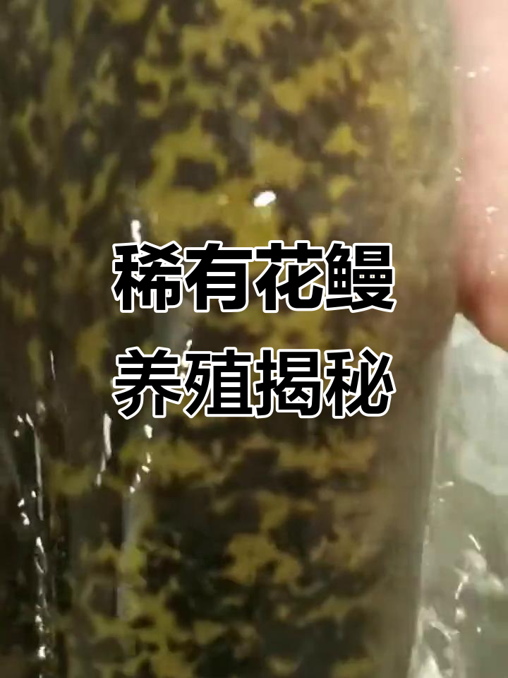 花鳗鱼苗养殖揭秘:从野外到成鱼的蜕变