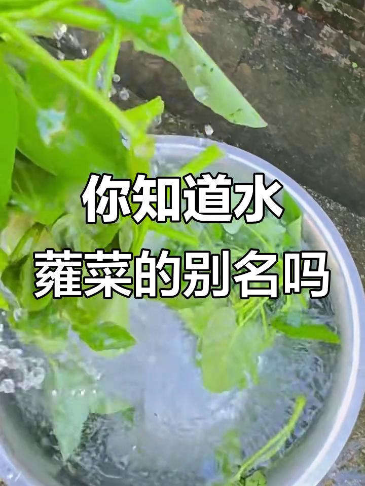 水蕹菜大揭秘,你们叫它什么?