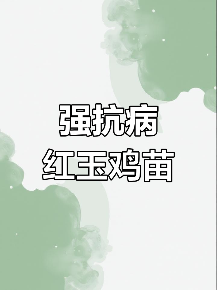 红玉鸡苗抗病力强,380公母鸡苗长势快