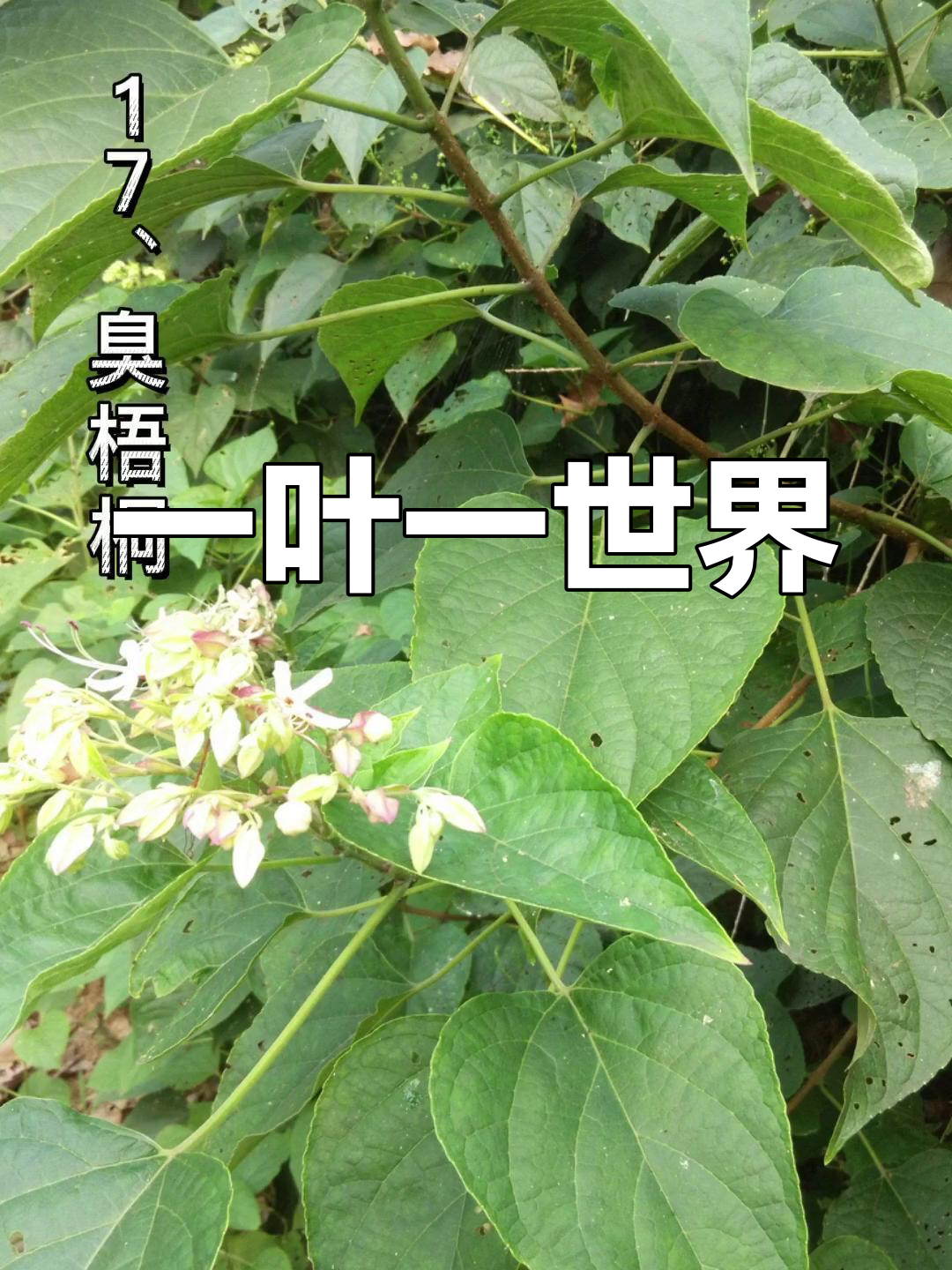 各种树叶的神奇功效