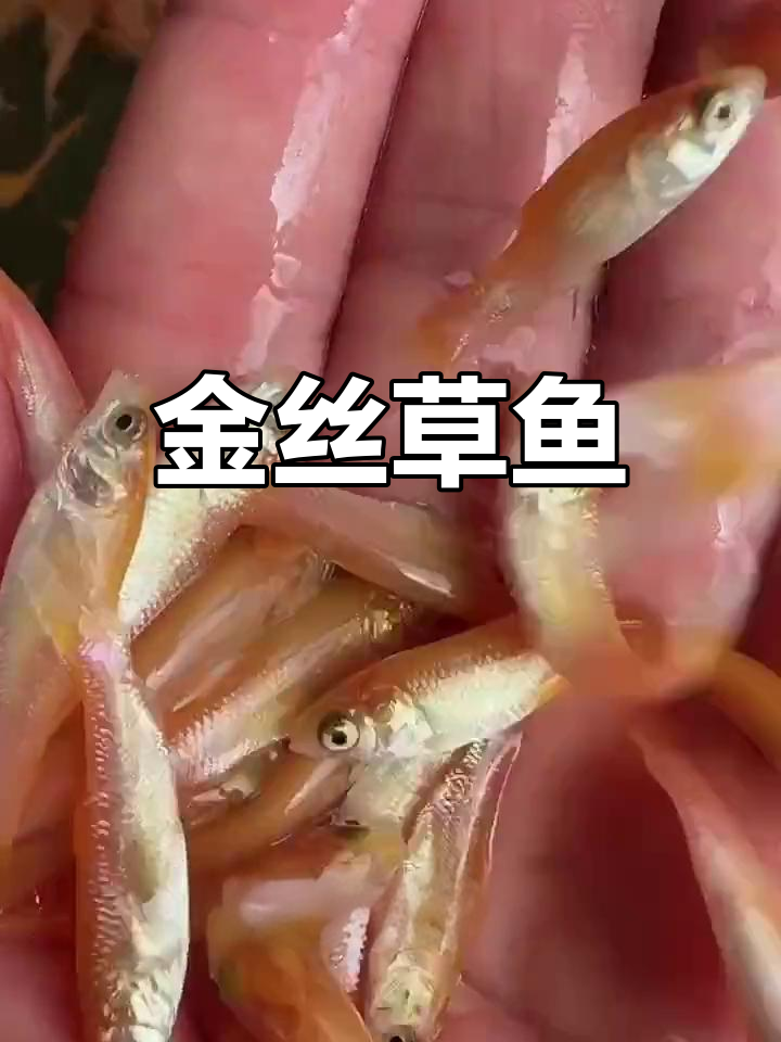 俄罗斯金丝草鱼,独特品种,长势快